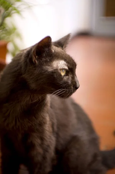 Şeker Hastalığı Olan Yıllık Kara Kedi Hiçbir Insan — Stok fotoğraf
