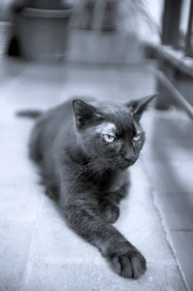 Чорний Кіт Років Діабетом Немає Людей — стокове фото