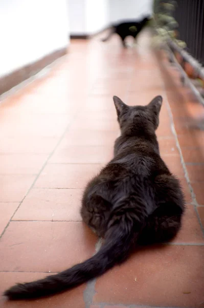 Gato Negro Años Con Diabetes Hay Gente —  Fotos de Stock