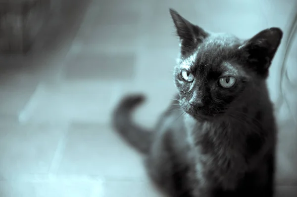 Gato Preto Anos Com Diabetes Não Pessoas — Fotografia de Stock