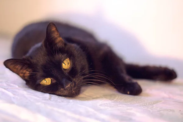 Idősebb Fekete Macska Ágyon Nem Emberek — Stock Fotó