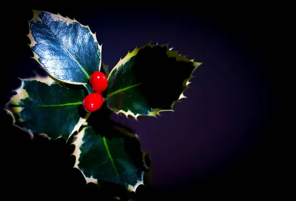 Típica Planta Navidad Holly Sobre Fondo Neutro —  Fotos de Stock