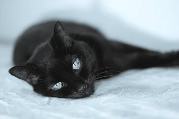 Chat Noir Aîné Couché Sur Lit Pas Peuple — Photo
