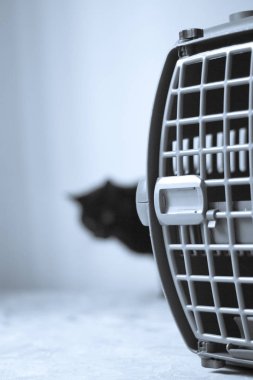 Siyah ufuk kedi ile büyük evde beslenen hayvan nakliyeci