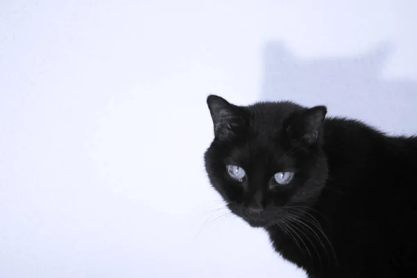 Idősebb Fekete Macska Ágyon Nem Emberek — Stock Fotó