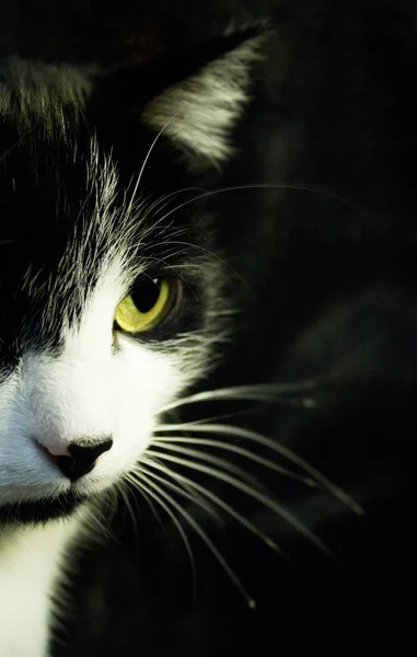 Gato Blanco Negro Con Inmunodeficiencia Felina — Foto de Stock