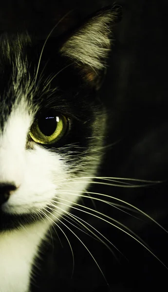 Czarno Biały Kot Nabytego Niedoboru Immunologicznego Kotów — Zdjęcie stockowe