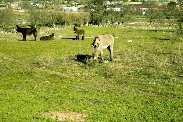 Burro Campo Espécie Extinção Não Pessoas — Fotografia de Stock