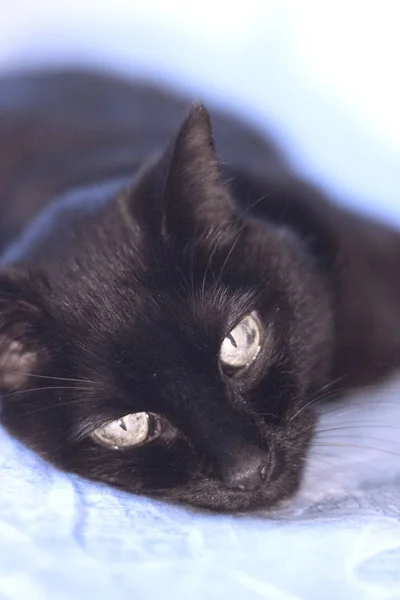 Ανώτερος Μαύρη Γάτα Ξαπλωμένη Στο Κρεβάτι Άνθρωποι Δεν — Φωτογραφία Αρχείου