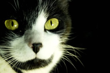 Siyah ve beyaz kedi kedi immün