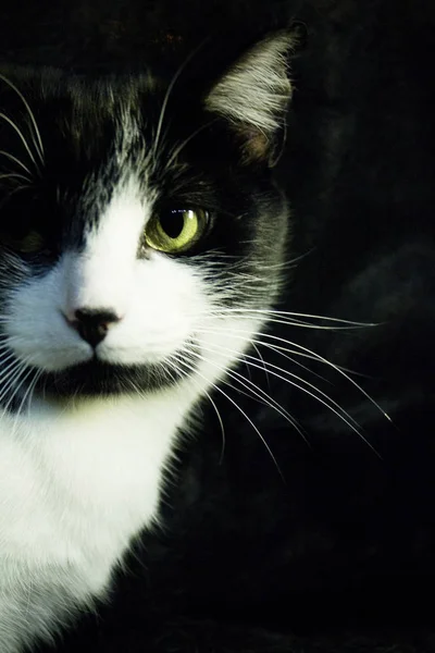 Siyah ve beyaz kedi immün — Stok fotoğraf