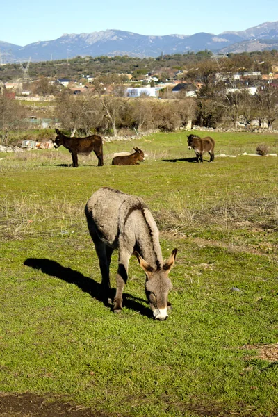 Burro no campo. Espécies em extinção — Fotografia de Stock