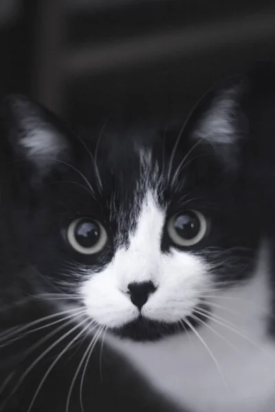 Gato preto e branco com imunodeficiência — Fotografia de Stock