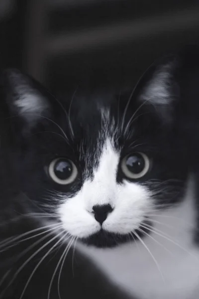 Gato blanco y negro con inmunodeficiencia — Foto de Stock