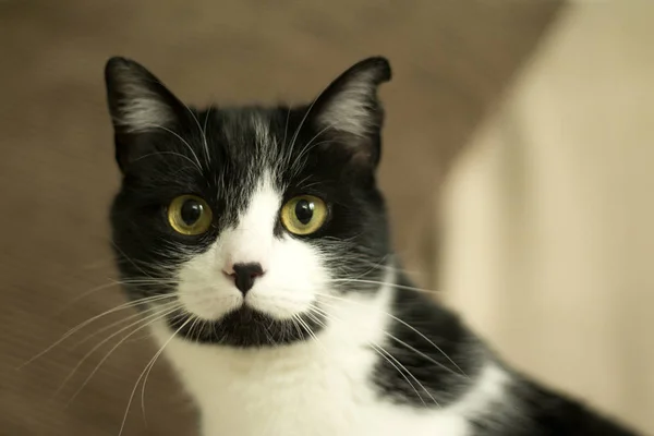 Siyah ve beyaz kedi immün — Stok fotoğraf