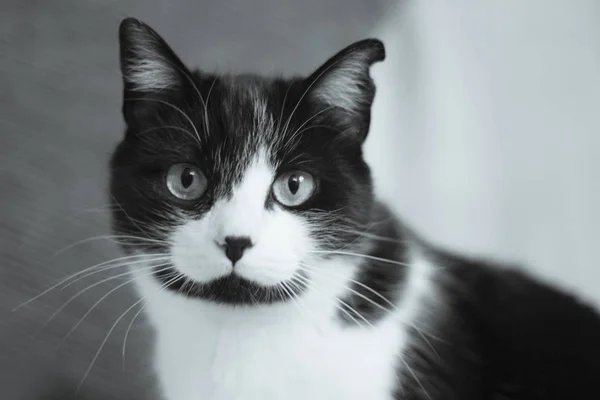 Black and white cat with immunodeficiency — Stock Photo, Image