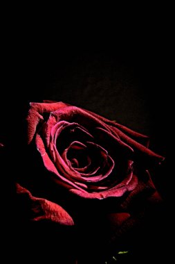 Siyah arkaplanda tamamen açık kırmızı gül. Kimse yok.