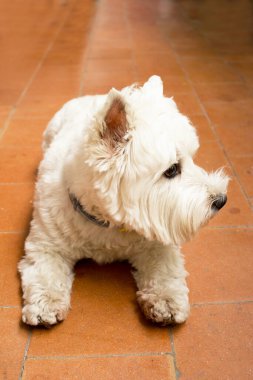 West Highland White Terrier köpek portresi. Kimse yok.