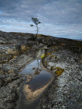 Yalnız bir ağaç ve onun kayalık sahildeki sudaki yansıması. Ladoga Gölü. Karelia Cumhuriyeti, Rusya