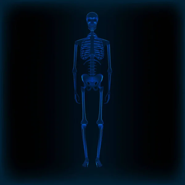 Imagen médica realista de anatomía de rayos X del esqueleto humano — Archivo Imágenes Vectoriales