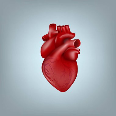 Gerçekçi 3D İnsan Kalbi. Venöz Sistemli Anatomik Şablon. EPS10 Vektörü