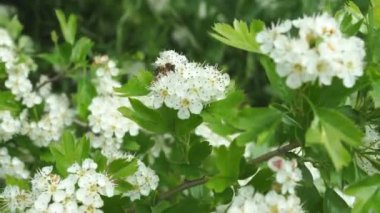 Çiçek açan bir ağacın dalındaki arılar. Bahar çiçekleri. Bitkilerin tozlaşması.