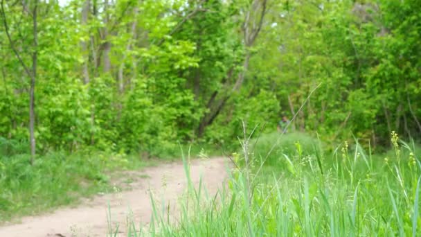 Camino en la arboleda o bosque. lugar para los deportes. corre hombre borroso fuera de foco . — Vídeo de stock