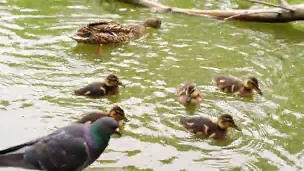 Kaczątka z matką na brzegu rzeki. ptaki z dziećmi w stawie. — Wideo stockowe
