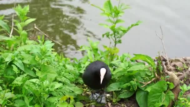 Koet zwemt in het voorjaarsmeer. vijver in de watervogels. een wandeling in Park. — Stockvideo