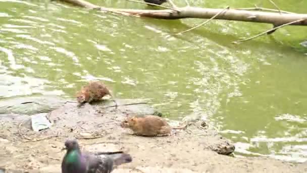 Ente mit Entchen, Tauben, die Futter und Krümel fressen, Wasserwühlmäuse. — Stockvideo