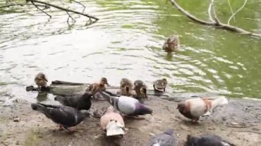 Tarla faresi güvercinlere ekmek kırıntıları ve nehir kıyısındaki ördek yavrularına saldırıyor..