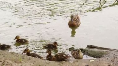 Nehir kıyısında annesiyle birlikte ördek yavruları. Gölette bebekli kuşlar.