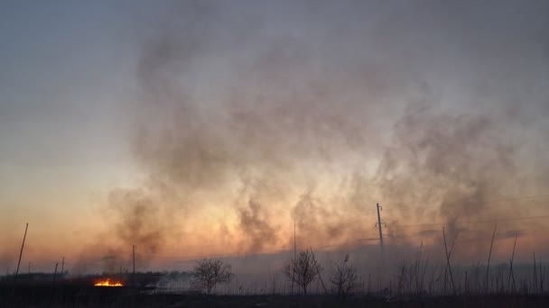In het veld verbrandt droog gras, in de lucht, rook en roet. — Stockvideo