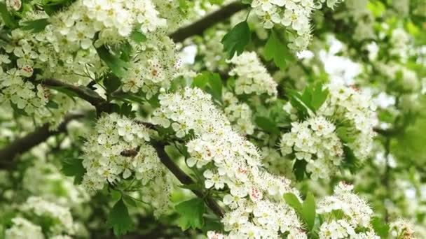Bij op witte bloemen op een lenteboom. — Stockvideo