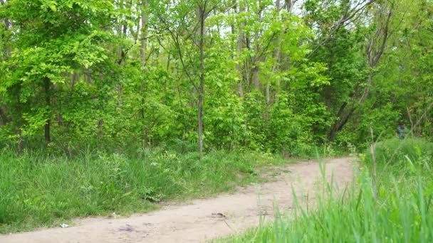 Lleva a papá con el niño. camino en bosque o lugar para practicar deportes . — Vídeo de stock