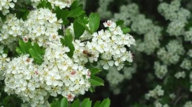 Bahar ağacındaki beyaz çiçeklerdeki arılar.