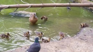 Nehirde yüzen ördek yavrularıyla ördek, yiyecek ve kırıntı yiyen güvercinler.,