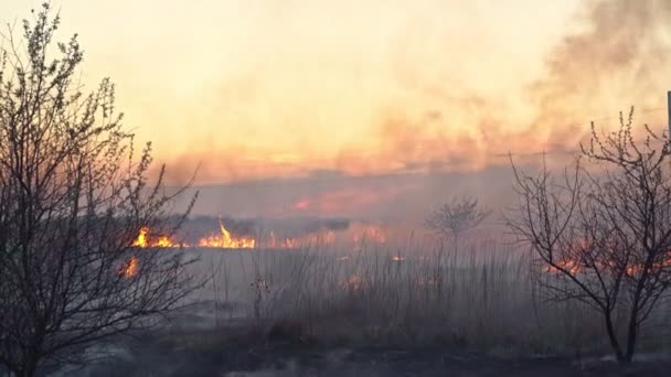 En el campo quema hierba seca, en el aire, humo y hollín . — Vídeos de Stock