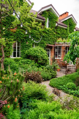Bahçedeki bahar bahçesi. sarmaşıkla sarmalanmış ev.