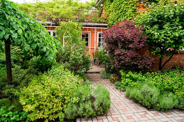 Spring garden in the yard. house entwined with ivy. — Stock Photo, Image