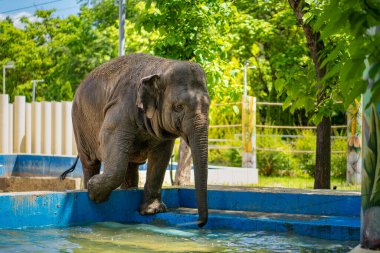 Hayvanat bahçesindeki havuzda yüzen bir fil.. 