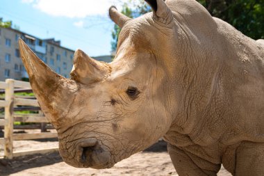 Gergedanlar hayvanat bahçesinde. Vahşi hayvanların gözlemi