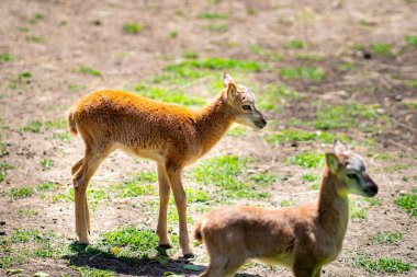 bebek Avrupalı muflon. Hayvanat bahçesindeki çatallı hayvanlar. Hayvanların gözlemi.
