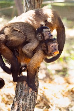 Capuchins hayvanat bahçesindeki kafeste maymunlar.
