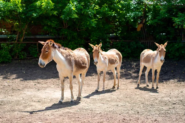 Turkmen Kulan. animais de cascos fendidos no jardim zoológico. observação de animais selvagens . — Fotografia de Stock