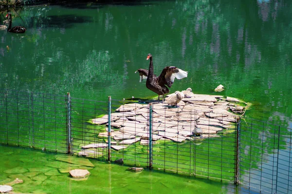 Cisne Negro en el estanque del zoológico. aves silvestres en cautividad . — Foto de Stock