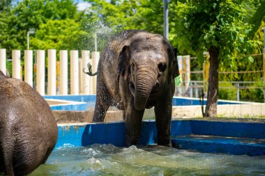 Hayvanat bahçesindeki havuzda yüzen bir fil.. 