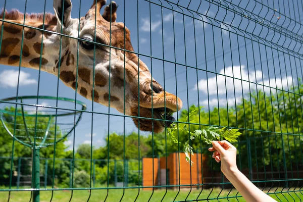 动物园的长颈鹿通过栅栏喂草。圈养的野生动物. — 图库照片