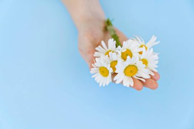 Mavi arka planda papatya çayı. Doğal Kozmetik Konsepti.