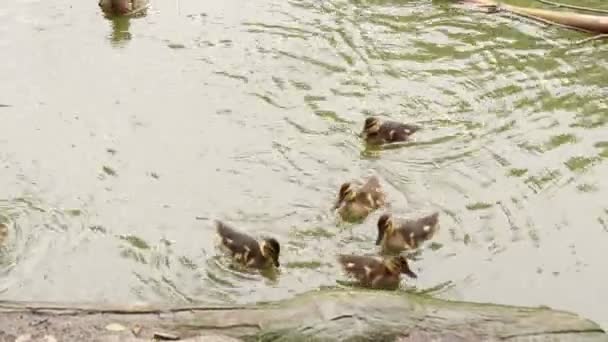 Canetons avec la mère sur la rive de la rivière. oiseaux avec bébés dans l'étang . — Video